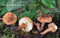Echinoderma calcicola-amf1983-1